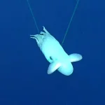 اختاپوس نادر و عجیبی که در عمق 1500 متری اقیانوس شنا میکند + ویدیو 6 اختاپوس نادر و عجیبی که در عمق 1500 متری اقیانوس شنا میکند + ویدیو