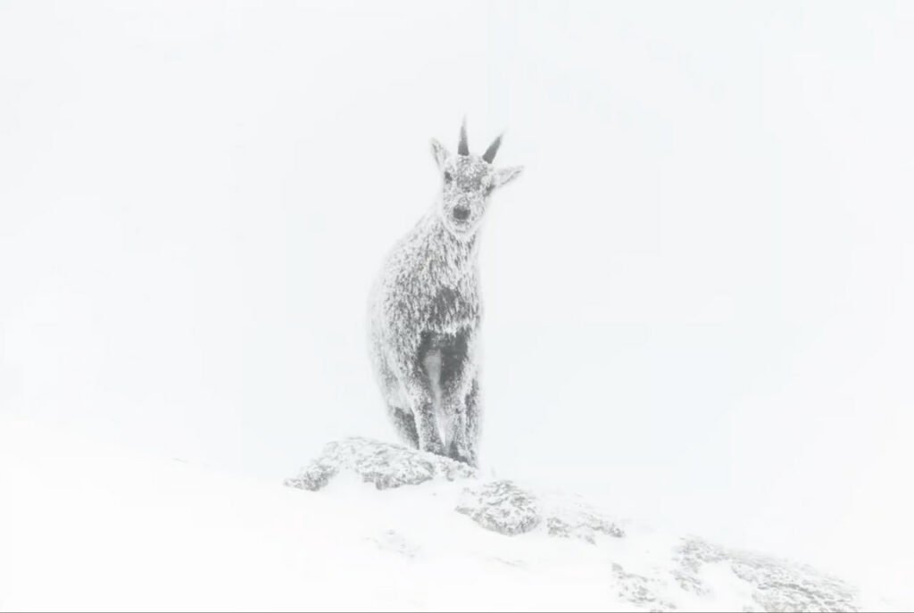 برندگان مسابقه عکاسی حیات وحش سال ۲۰۲۳ اعلام شدند 35 1697202189 137 برندگان مسابقه عکاسی حیات وحش سال ۲۰۲۳ اعلام شدند