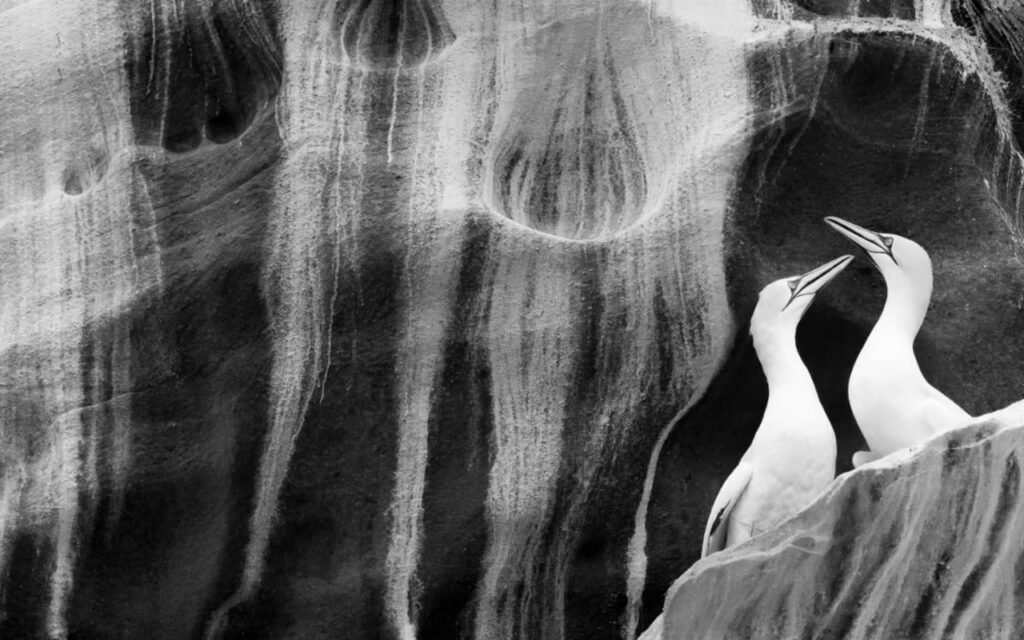 برندگان مسابقه عکاسی حیات وحش سال ۲۰۲۳ اعلام شدند 29 1697202189 238 برندگان مسابقه عکاسی حیات وحش سال ۲۰۲۳ اعلام شدند