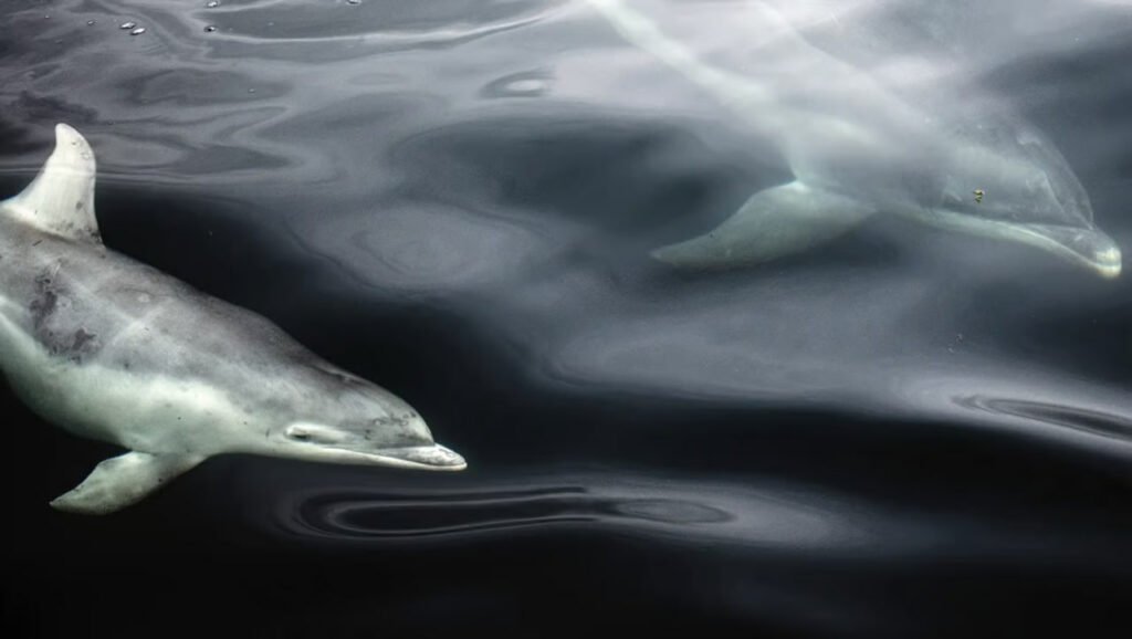 برندگان مسابقه عکاسی حیات وحش سال ۲۰۲۳ اعلام شدند 27 1697202189 333 برندگان مسابقه عکاسی حیات وحش سال ۲۰۲۳ اعلام شدند