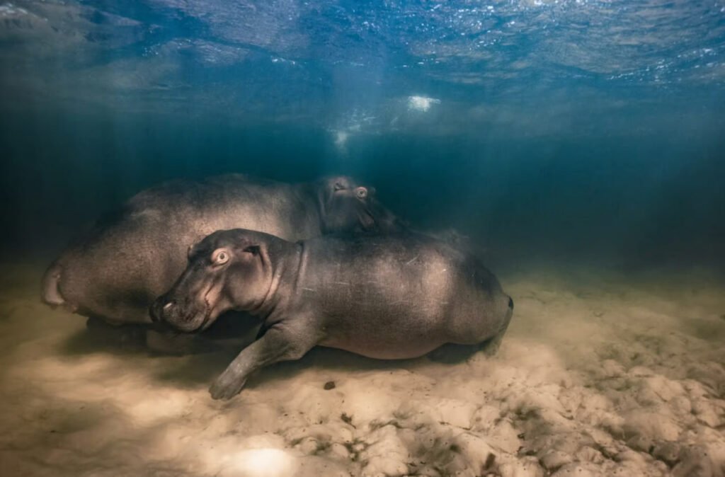 برندگان مسابقه عکاسی حیات وحش سال ۲۰۲۳ اعلام شدند 36 1697202189 590 برندگان مسابقه عکاسی حیات وحش سال ۲۰۲۳ اعلام شدند