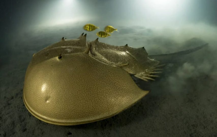 برندگان مسابقه عکاسی حیات وحش سال ۲۰۲۳ اعلام شدند