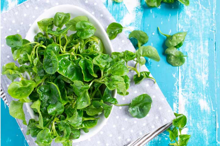 شاهی یک سبزی آب‌دار