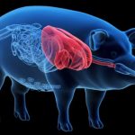 دومین بیمار دریافت‌کننده قلب خوک به‌دلیل نارسایی قلبی درگذشت