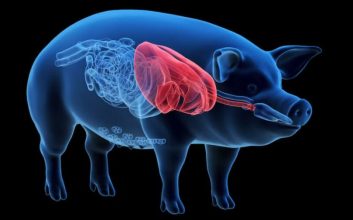 دومین بیمار دریافت‌کننده قلب خوک به‌دلیل نارسایی قلبی درگذشت