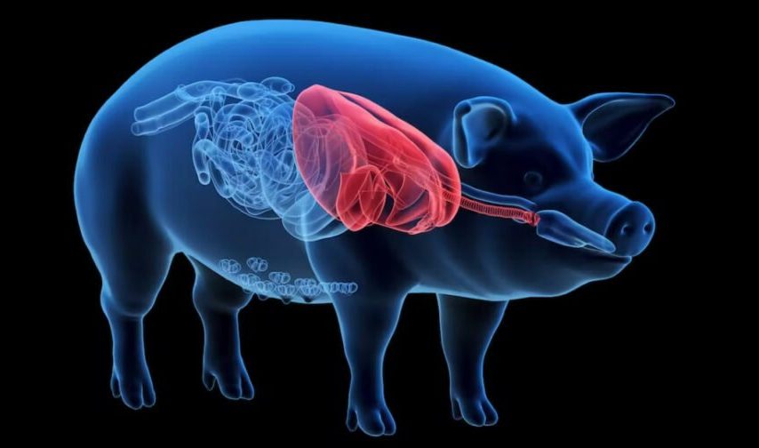 دومین بیمار دریافت‌کننده قلب خوک به‌دلیل نارسایی قلبی درگذشت