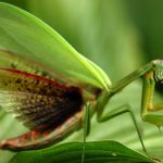 10 جانور خارق العاده ای که همانند هیچ جانور فرد دیگر نیستند 3 10 جانور خارق العاده ای که شبیه هیچ جانور دیگری نیستند