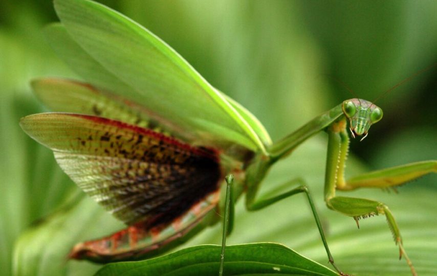 10 جانور خارق العاده ای که شبیه هیچ جانور دیگری نیستند