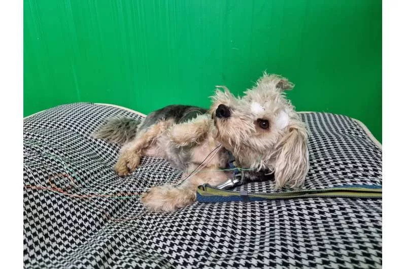 1702672986 359 شکل سر سگ‌ها می‌تواند بر مقدار خواب آنها اثرگذار باشد.webp