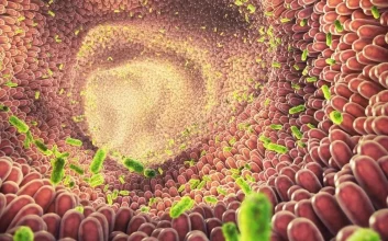 ارتباط باکتری های روده با سیستم ایمنی