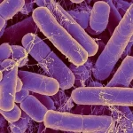 ابلیسک‌ در بدن