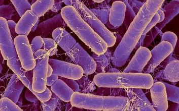 ابلیسک‌ در بدن