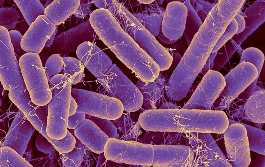 ابلیسک‌ در بدن