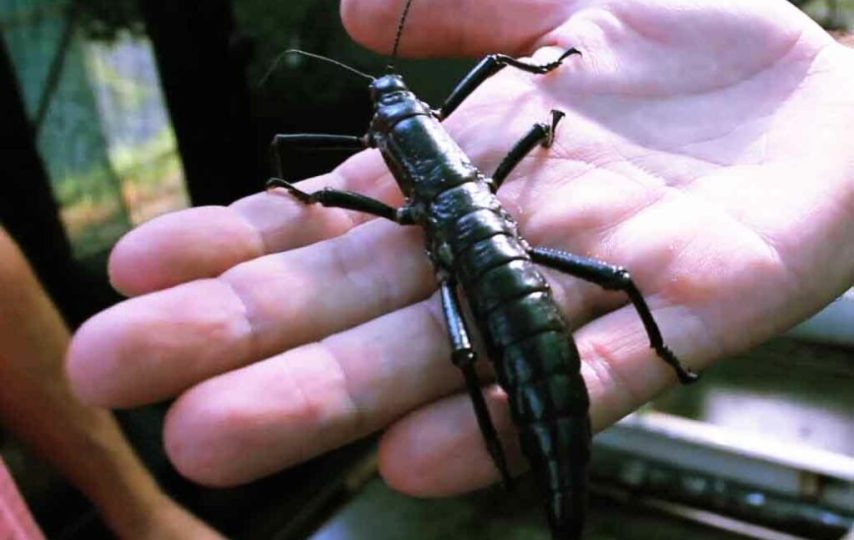 خرچنگ درختی