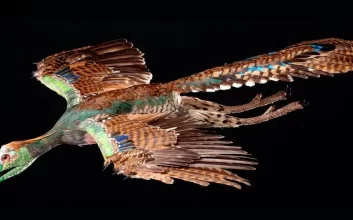 دانشمندان الگوی باستانی پنهان در پرهای پرندگان را کشف کردند