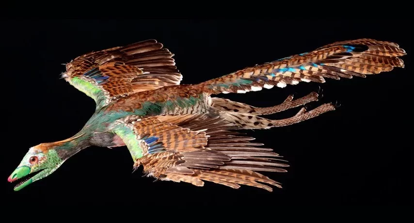 دانشمندان الگوی باستانی پنهان در پرهای پرندگان را کشف کردند