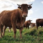 اولین گاو تراریخته که در شیر خود انسولین انسانی دارد