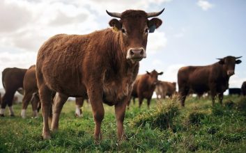 اولین گاو تراریخته که در شیر خود انسولین انسانی دارد