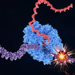 ارتباط طول ژن و پیری