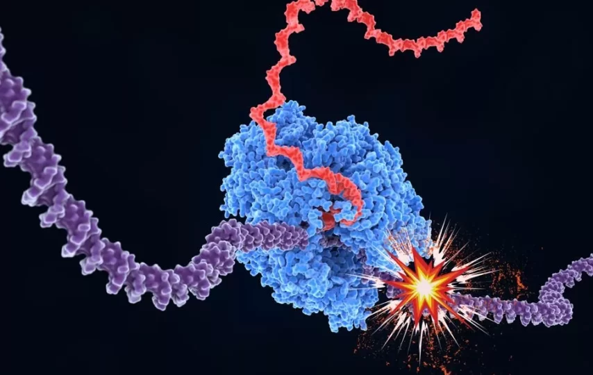 ارتباط طول ژن و پیری