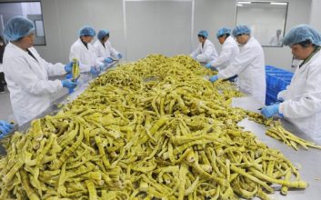 بامبو به اندازه شیر گاو دارای مقادیر بالای پروتئین و مواد مغذی است