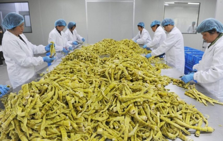 بامبو به اندازه شیر گاو دارای مقادیر بالای پروتئین و مواد مغذی است