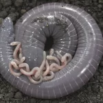 شناسایی یک دوزیست که به بچه‌هایش شیر می‌دهد