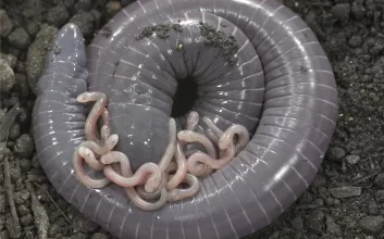 شناسایی یک دوزیست که به بچه‌هایش شیر می‌دهد