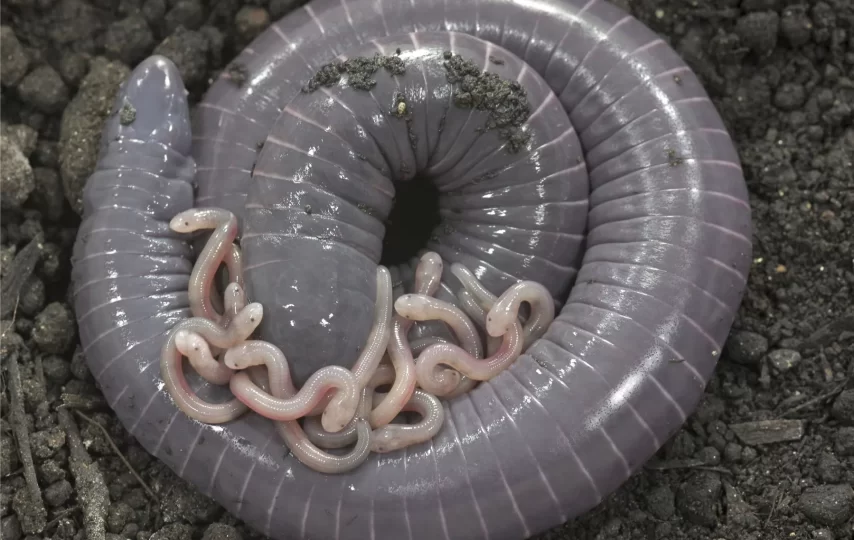 شناسایی یک دوزیست که به بچه‌هایش شیر می‌دهد