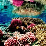 نور ماه روی اکوسیستم‌ صخره‌های مرجانی تأثیر عجیبی می‌گذارد