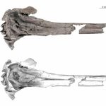 فسیل جمجمه دلفین باستانی آب شیرین