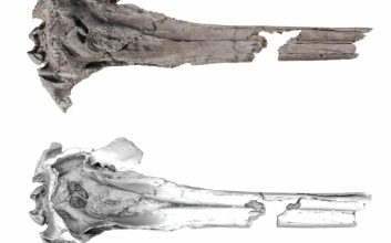 فسیل جمجمه دلفین باستانی آب شیرین