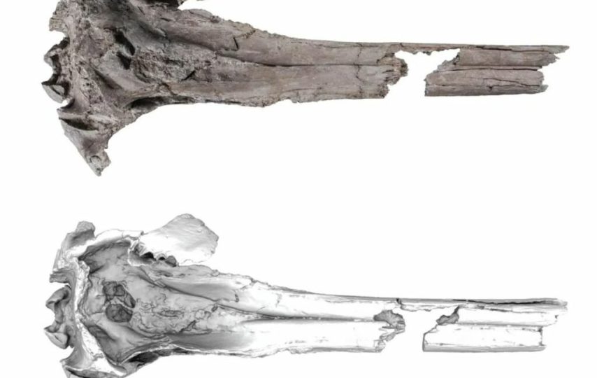 فسیل جمجمه دلفین باستانی آب شیرین