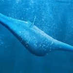 معرفی زیردریایی بدون خدمه Manta Ray متعلق به دارپا + ویدیو