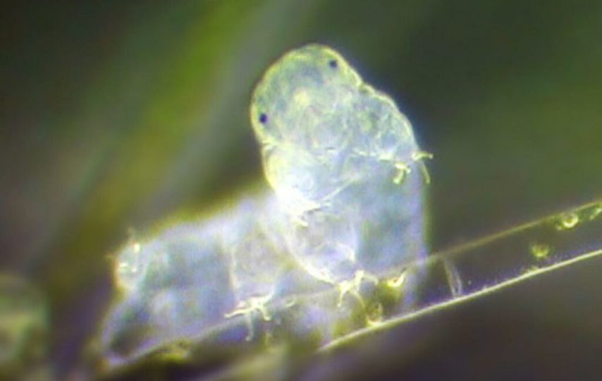 پروتئین خرس‌های آبی می‌تواند سرعت پیری را در سلول‌های انسان آهسته کند