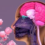 تأثیر عطرهای مختلف بر مغز - روانشناسی عطر