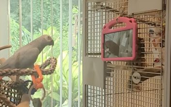 طوطی‌های در قفس ظاهراً از تماس تصویری با دیگر طوطی‌ها لذت می‌برند