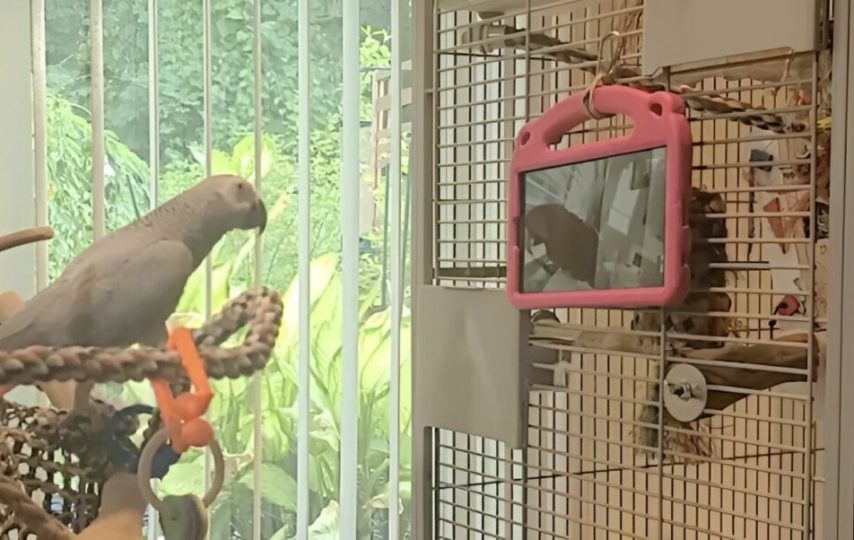 طوطی‌های در قفس ظاهراً از تماس تصویری با دیگر طوطی‌ها لذت می‌برند