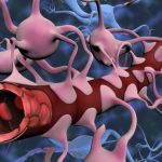 محققان برای اولین‌بار مدل مینیاتوری مغز را با سد خونی خاص آن رشد دادند