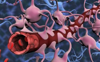 محققان برای اولین‌بار مدل مینیاتوری مغز را با سد خونی خاص آن رشد دادند