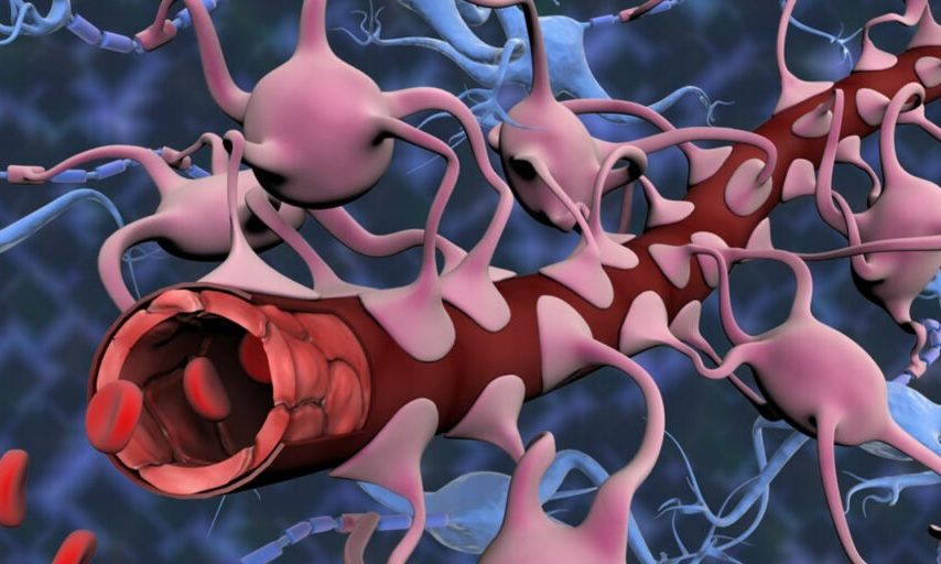 محققان برای اولین‌بار مدل مینیاتوری مغز را با سد خونی خاص آن رشد دادند