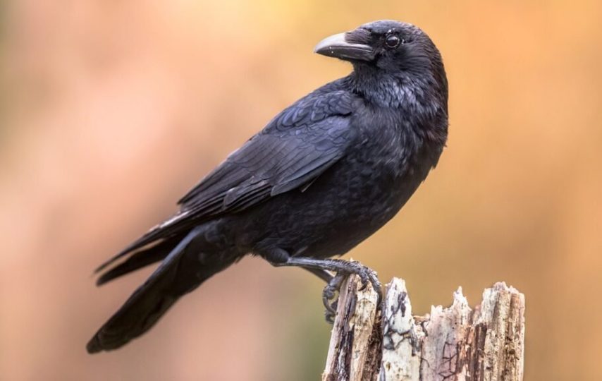 کلاغ‌ها می‌توانند همانند کودکان با صدا شمارش انجام دهند