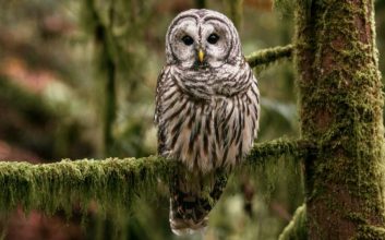 آمریکا حدود نیم میلیون جغد مهاجم را برای نجات گونه‌های بومی می‌کشد