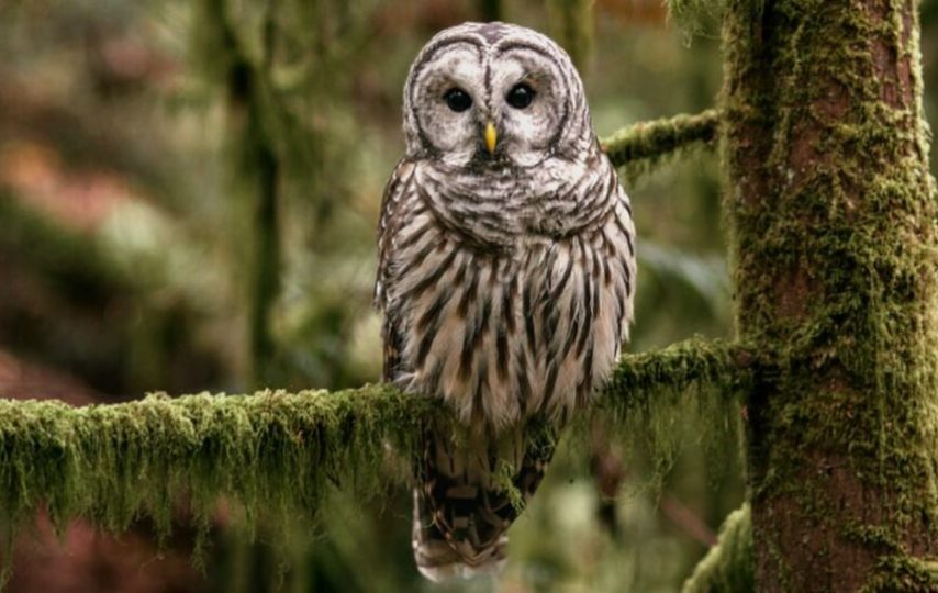 آمریکا حدود نیم میلیون جغد مهاجم را برای نجات گونه‌های بومی می‌کشد