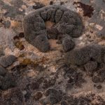 این گیاه می‌تواند در شرایط سخت مریخ زنده بماند