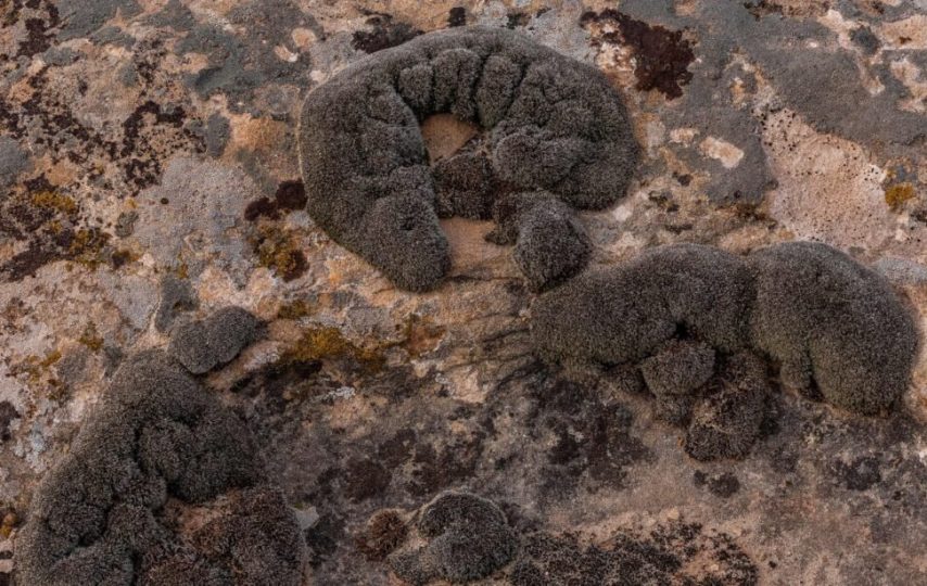 این گیاه می‌تواند در شرایط سخت مریخ زنده بماند