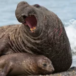 دوریخیت اندازه جنسیتی