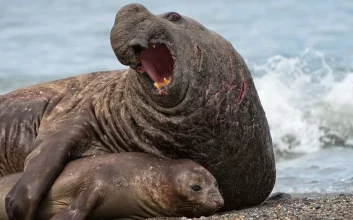 دوریخیت اندازه جنسیتی