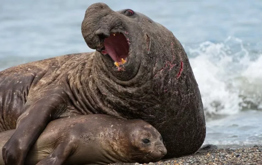 دوریخیت اندازه جنسیتی