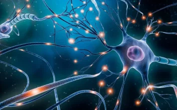 محققان عامل احتمالی اختلال بی‌اشتهایی عصبی و راه درمان آن را کشف کردند